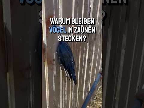 Zäune – Albtraum für Vögel?