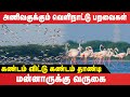 மன்னாரில் அணிவகுக்கும் வெளிநாட்டு பறவைகள் flamingos