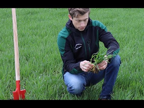 Handl Agrar "Punktgenau" #3 2023 - 2.Gabe Wintergerste