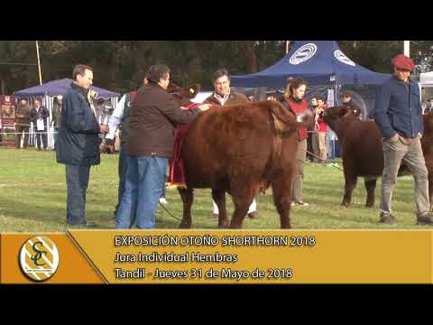 31-05-18 Jura Individual Hembras Shorthorn - Exposición Otoño Hereford - Tandil