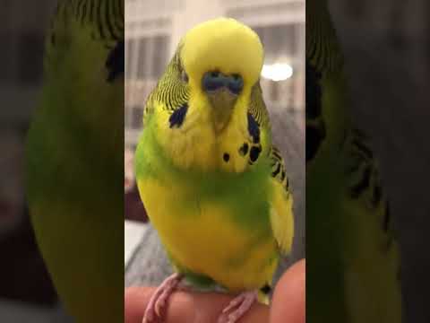 Seni çok Seviyorum paşam diyen muhabbet kuşu fıstık