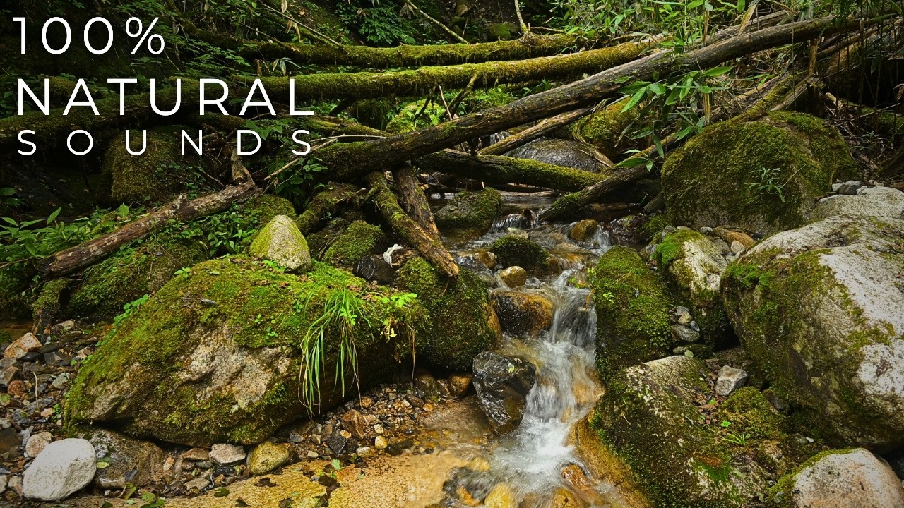 Deep Forest River ASMR | 10 Hours of Ancient Mossy Creek Sounds (No Music)