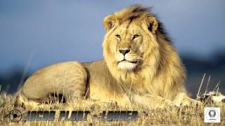 Jacob Plant - Louder [Electro House]