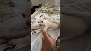 Download lagu Ciku ciku ciiiku mp3