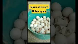 Download lagu 60 butir telur ayam BS untuk pakan ayam kampung #pakanalternatif #pakanayamkampung #shorts mp3 Download lagu 60 butir telur ayam BS untuk pakan ayam kampung #pakanalternatif #pakanayamkampung #shorts mp3