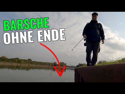 Barsche ohne Ende - Vertikal an der Spundwand! || Angeln am Kanal || Pantoffel angelt