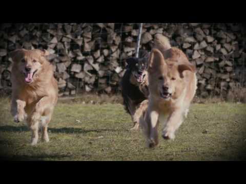 Das WeltAuto - Wo sich Vielfalt vereint.