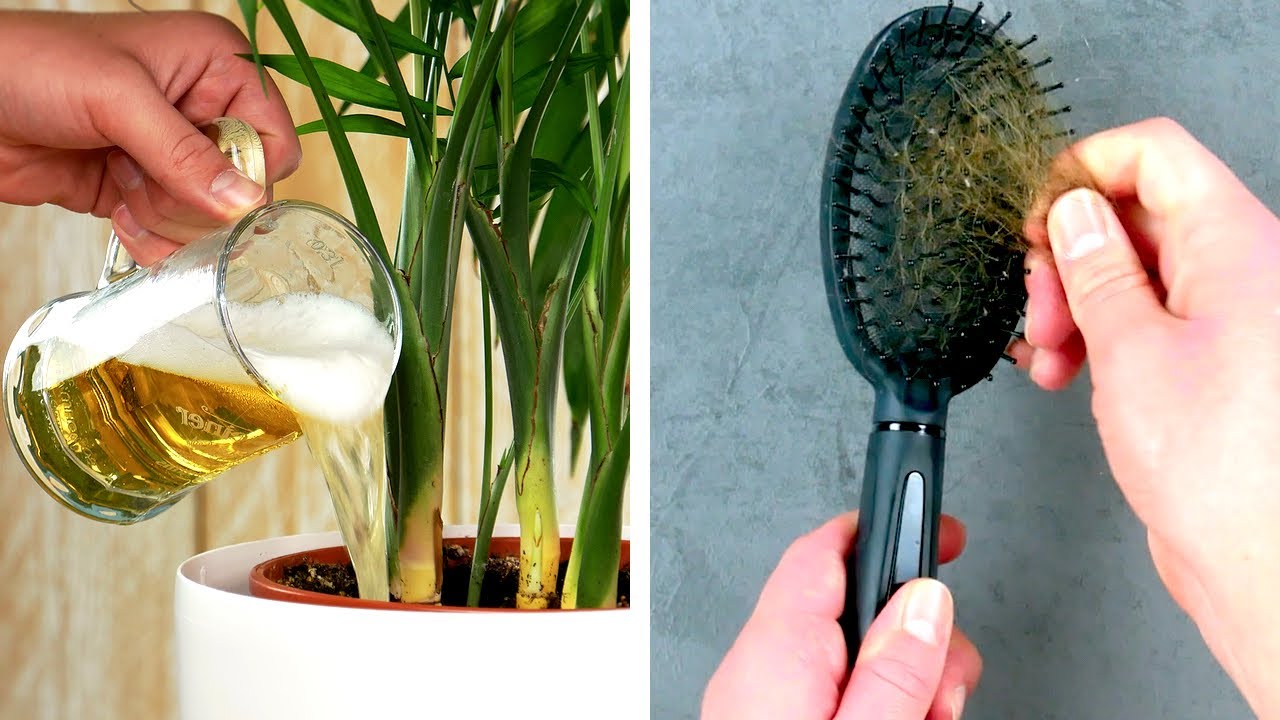 18 Plant Hacks That Will Keep Them Looking Beautiful!  - Cleverly