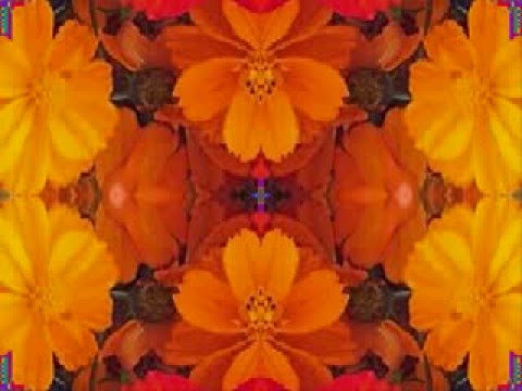 Madame George (by the Bap Kennedy Trio live in Italy, 2014)