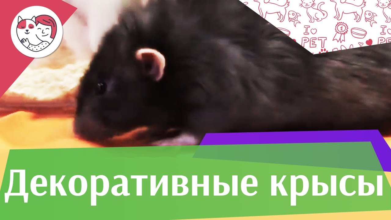 Декоративные крысы Разведение и общение на ilikepet