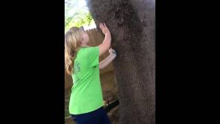 Infected tree short film