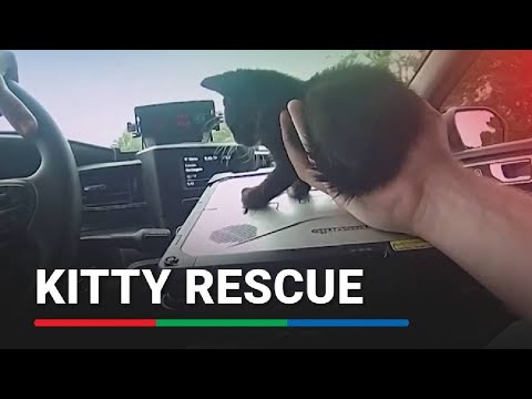 Bodycam shows police rescue of kitten from Florida highway ABS-CBN News