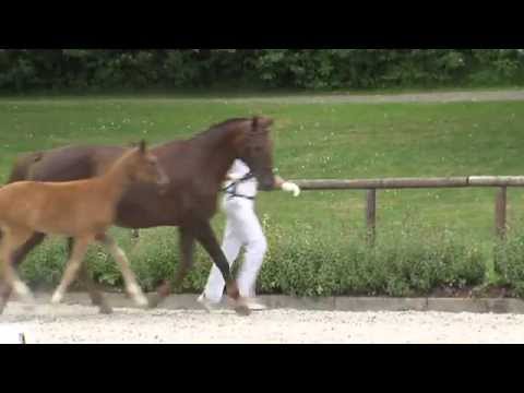 Fohlen von Fürst Fohlenhof