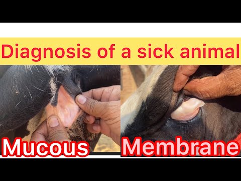 , title : 'Theileriosis in cow & buffalo l Theileriosis l treatment of anorexia l Anemia l dr umar khan'