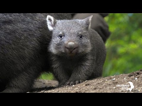 Raus aus dem Beutel: Wombat Nachwuchs im Erlebnis-Zoo