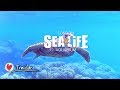 Trailer For SEA LIFE London