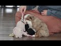Miniature Australian Shepherd dogs for sale: Allie - Video 1
