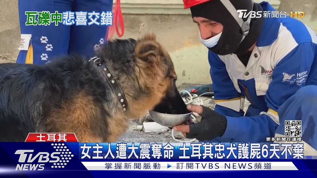 忠犬瓦礫下護主伴屍6天 嬰被震出窗外與母重逢