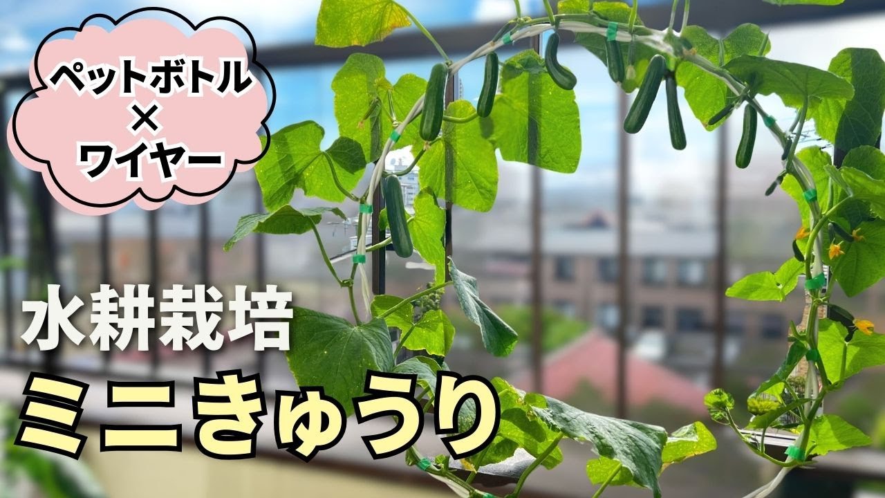 ミニキュウリの水耕栽培をペットボトルとワイヤーでリース仕立てにしたら大収穫でした！