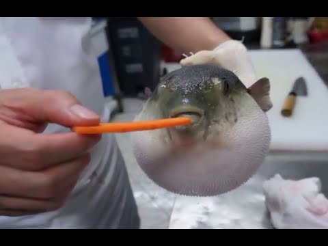 1 hour of silence occasionally broken by Pufferfish