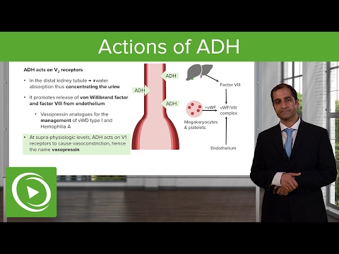 Actions of ADH – Endocrine Pathology | Lecturio