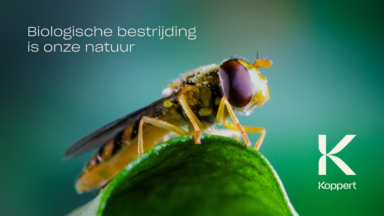 Video preview poster