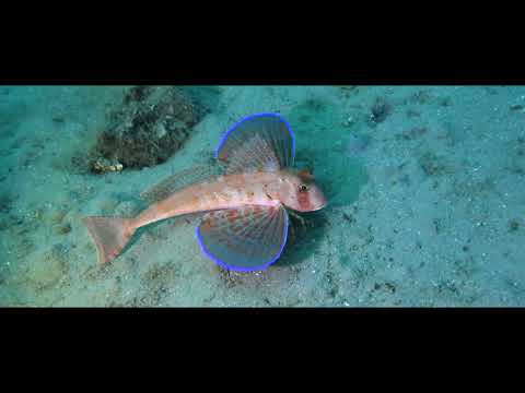 Whiteheads - Skrovito mjesto (Official video)