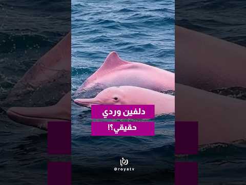 دلفين وردي نادر في عُمان 🐬🇴🇲⁉️