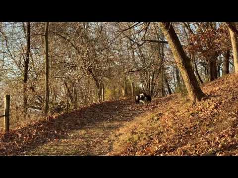 Gal Gadot is a Border Collie
