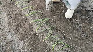 タマネギの苗の植え付けその２
