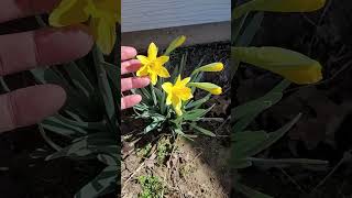 Download lagu Daffodils in Bloom Before Spring is  mp3