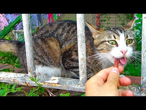 Stray cats go crazy seeing treats for the first time ( What is a good treat for cats?)