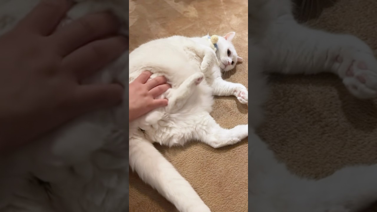 お腹なでなで #shorts  #cat #kitten # #kucing #बिल्ली #pets #고양이 #猫 #قطة #kedi