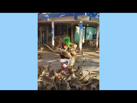 Most funny - Angry monkeys compilation video