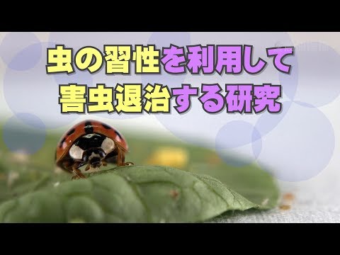 庭の害虫：プラムの虫と戦うにはどうすればよいですか？  庭園