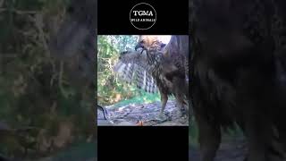 Cobra Has Big Trouble With Eagles And Hawks ! Wildlife Animals #shorts