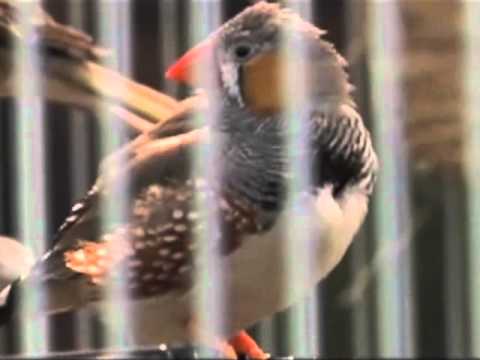 April 11: 15th Annual Mind/Brain Lecture at Stony Brook University