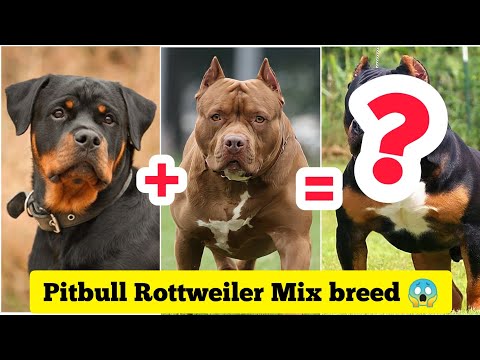 Rottweiler Pitbull Mix 😍😱 Dog Breed 🐶 | #shorts #dogs #Cutedogs #puppies