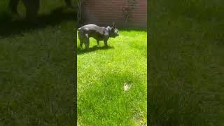 Mini Millie