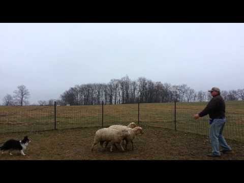 Sabrina Fetching Sheep Across Pen - Dec 03, 2014