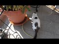 Egeo - El gato Egeo no le teme al agua