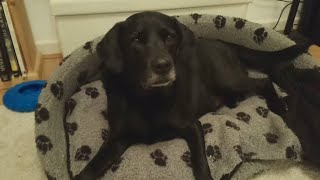 Snoopy's Injury (3), GoFundMe / Paypal.Me