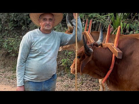 Boiada do Donato indo para o desfile em Congonhal MG - 2026