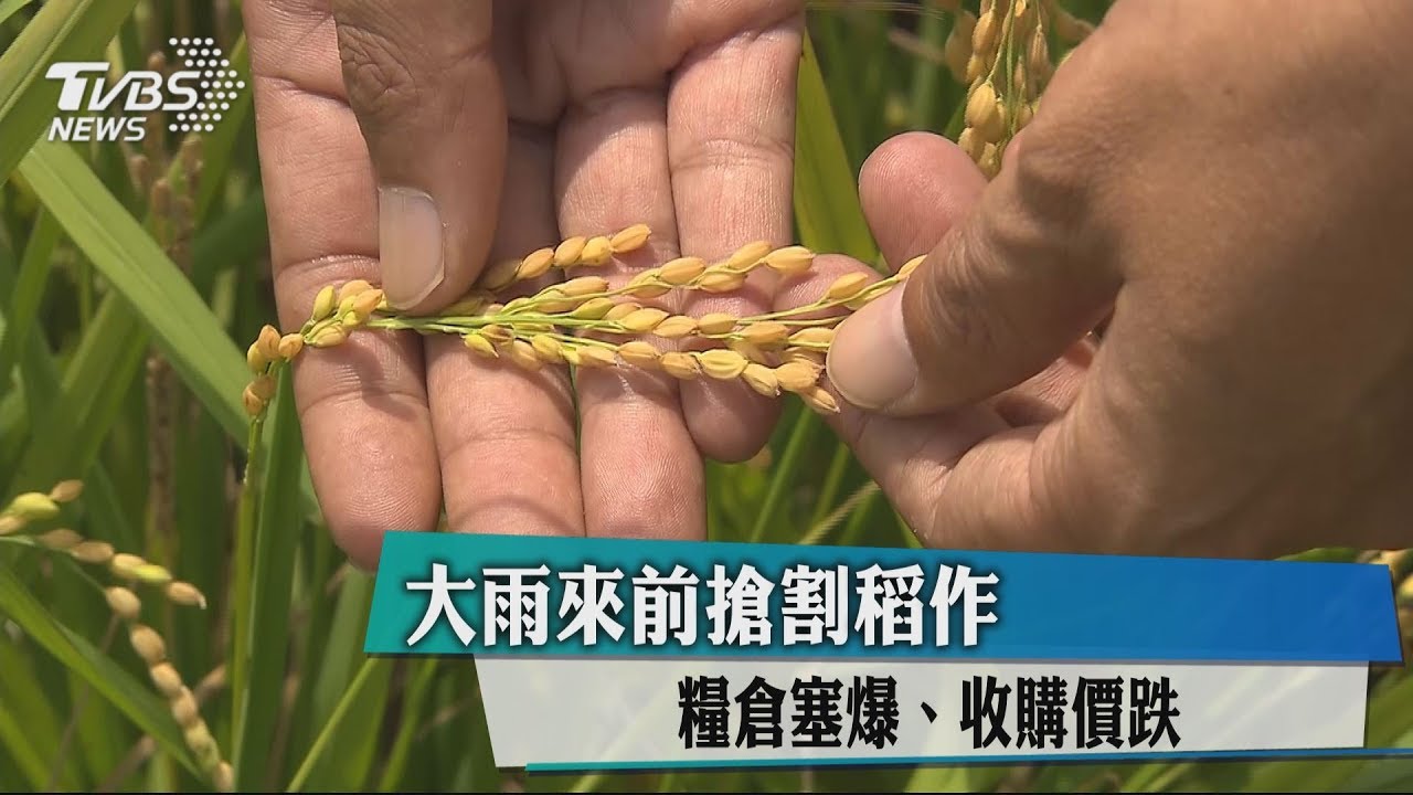 大雨來前搶割稻作 糧倉塞爆、收購價跌