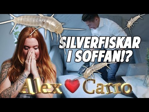 Silverfisk-invasion i soffan hos Alex & Carro