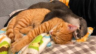 Otter Refused to Sleep Without Her Grumpy Cat Bestfriend 😺🦦💖 internet's most unlikely friendship!
