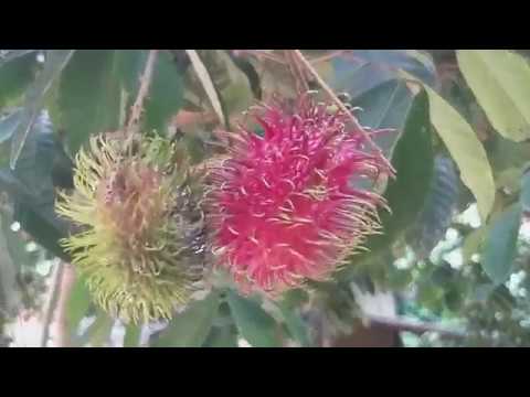 রাম্বুটান (Rambutan) সুস্বাদু ও সুদর্শন ফলঃ এখন বাংলাদেশেই চাষ হচ্ছে