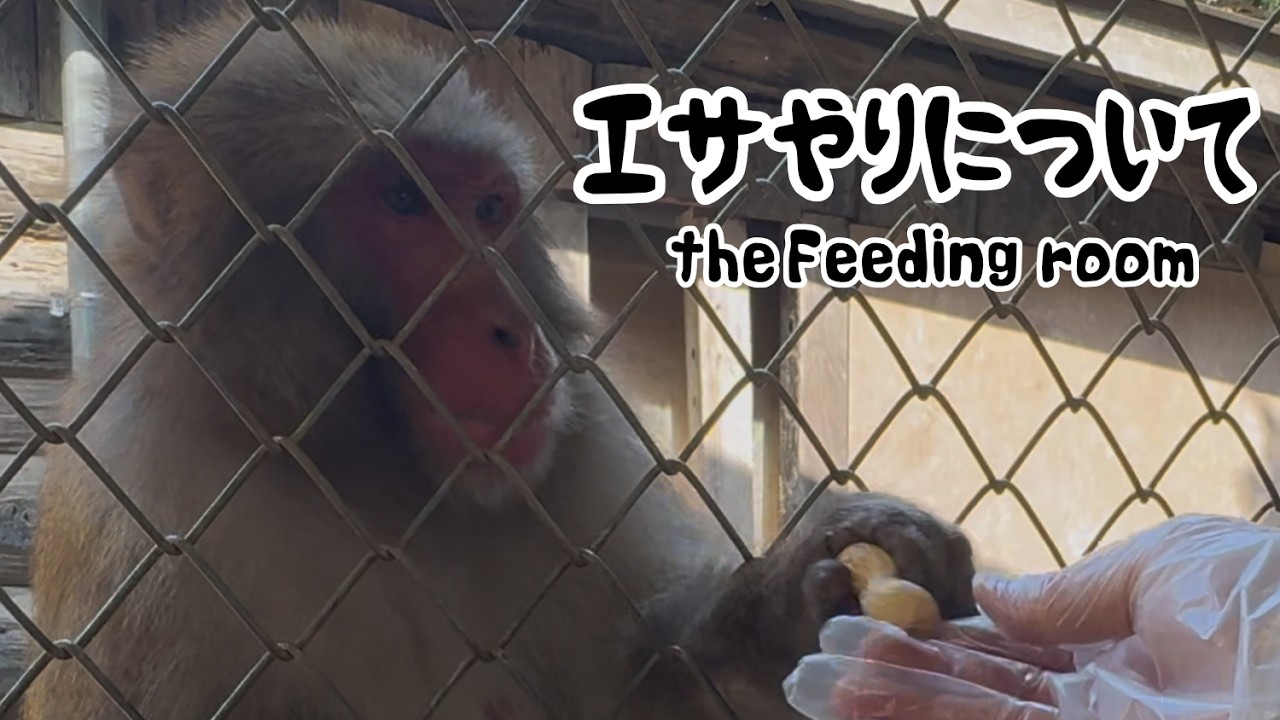 エサやりについて