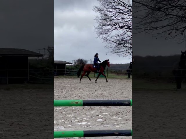 Hongre de 4ans