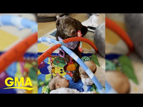 This Amazing Dog Is The Best Helper For Her Baby Humans